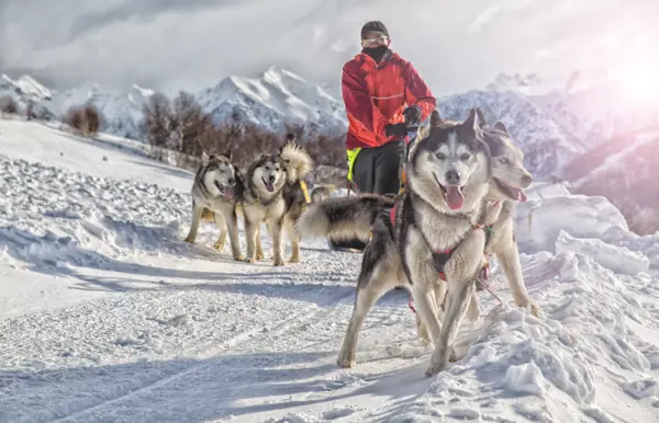 Absolviere das «Musher Diplom» mit deinem Husky-Rudel